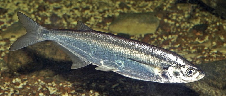 Рыбка в водоеме
