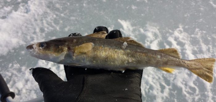 Отличный улов для зимней рыбалки